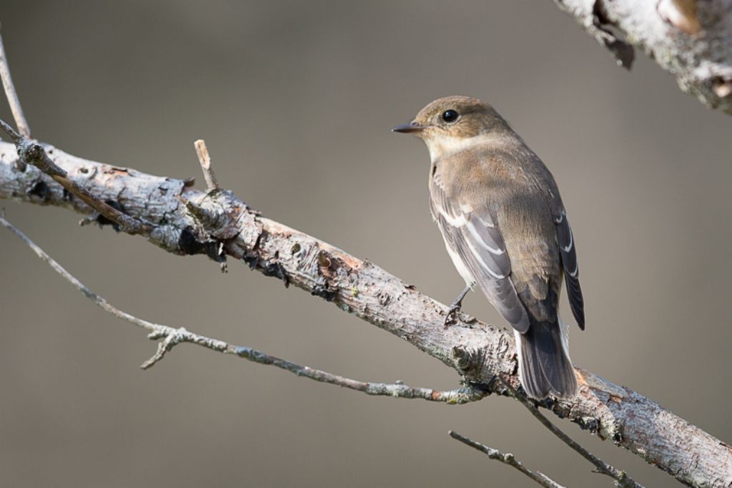 Balia?  S, Balia nera (Ficedula hypoleuca)